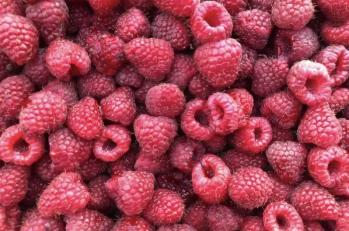 Куплю ягоди на заморозку : малина- фото № 2