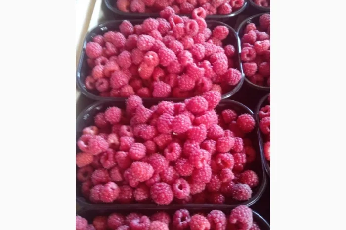 Продам малину 2023- фото № 1