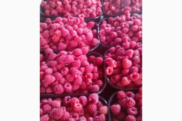 Продам малину 2023- фото № 2