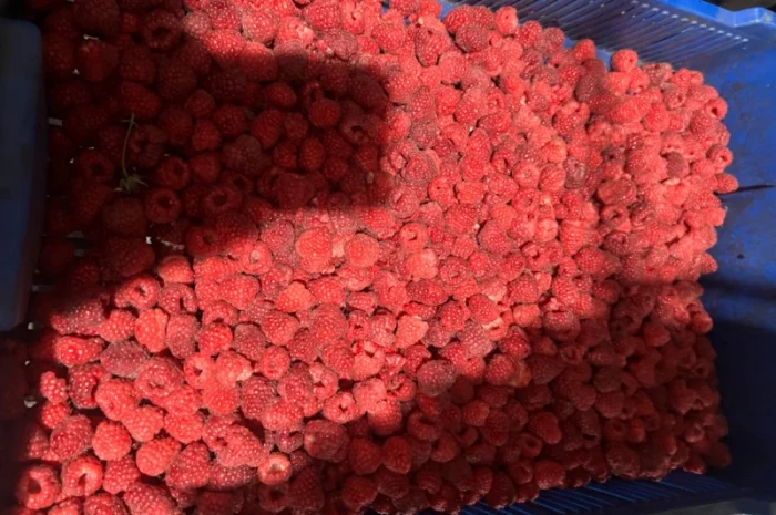 Продам малину 80/20 або в чешці- фото № 1