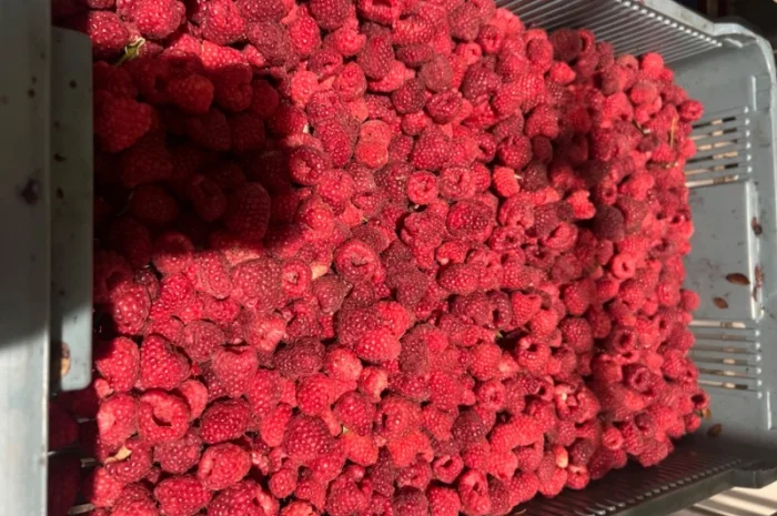 Продам малину 80/20 або в чешці- фото № 2