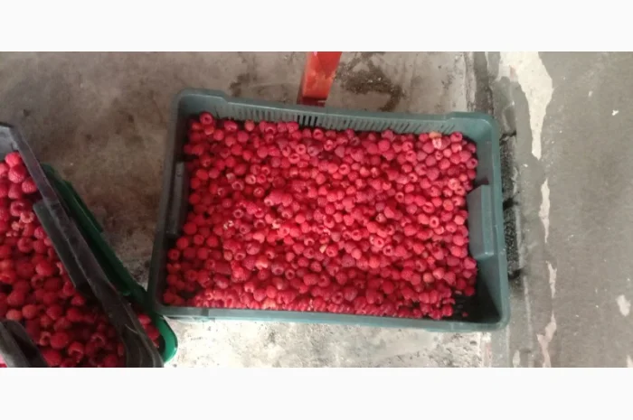 Куплю малину- фото № 1