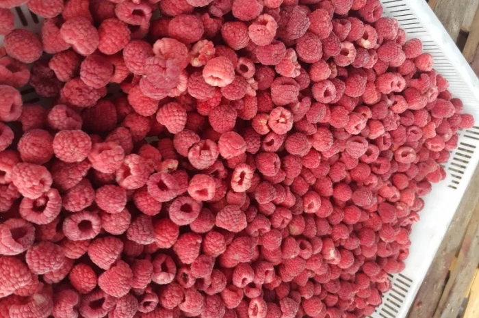 Куплю Малину Оптом- фото № 1