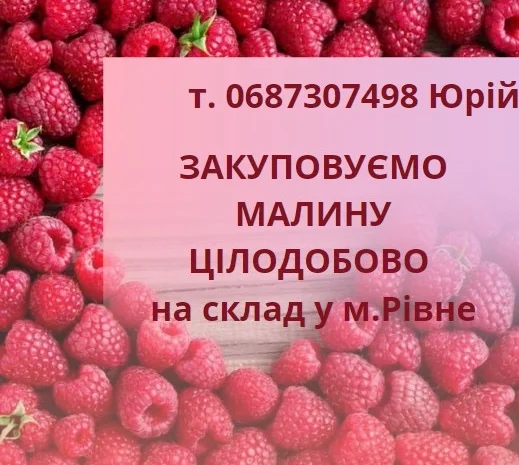 Закуповуємо свіжу малину- фото № 1
