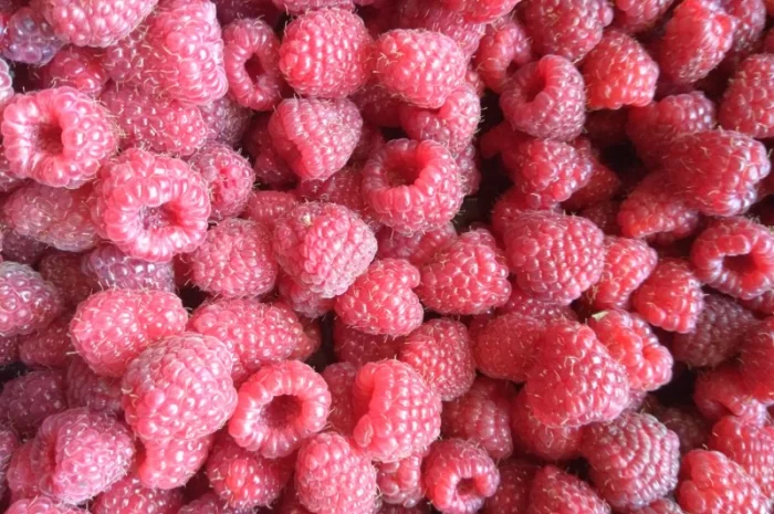 Купуємо малину- фото № 1