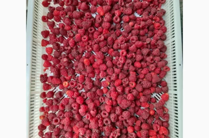 Куплю малину на заморозку- фото № 1