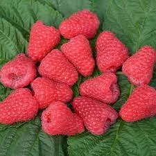 Купуємо МАЛИНУ- фото № 1