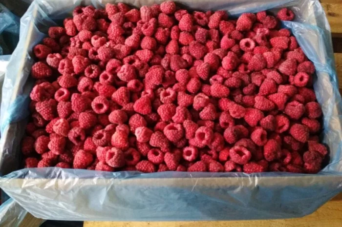 Куплю малину заморожену: оригінал, 80/20, 90/10- фото № 1