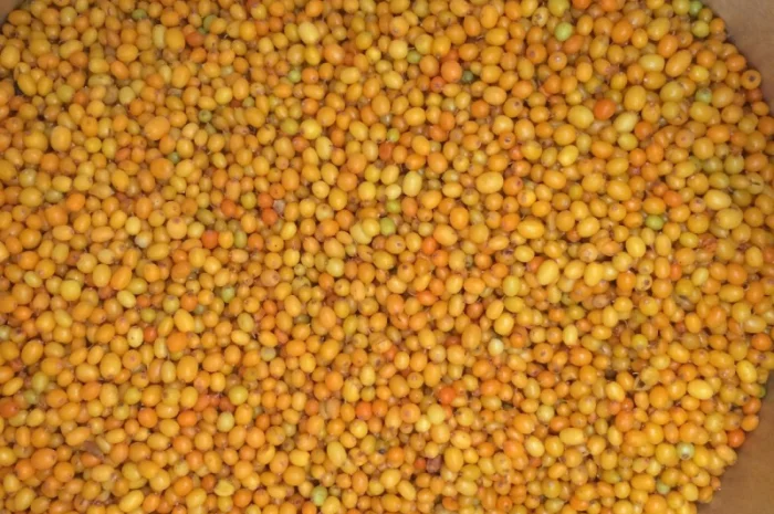 Облепиха шоковой заморозки- фото № 1