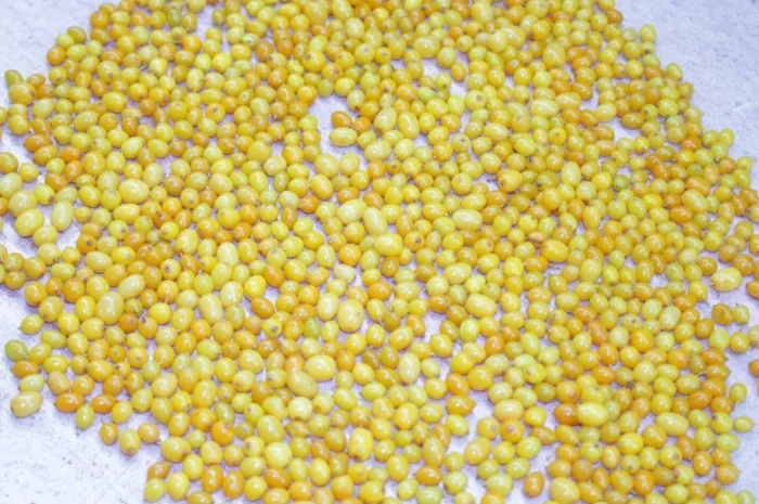 Обліпиха заморожена Б - клас- фото № 1