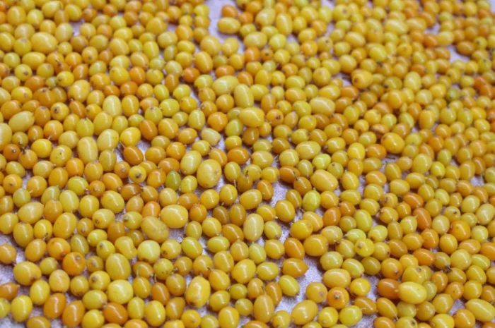 Обліпиха заморожена Б - клас- фото № 2