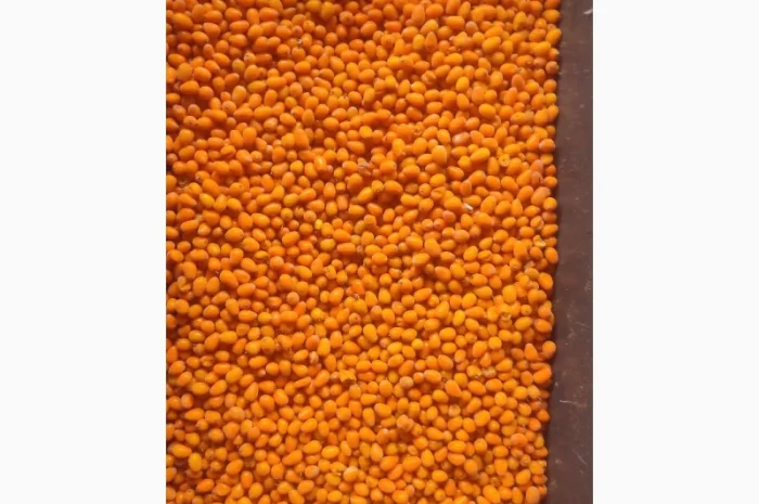 Продам заморожену обліпиху обʼєм 20т- фото № 1