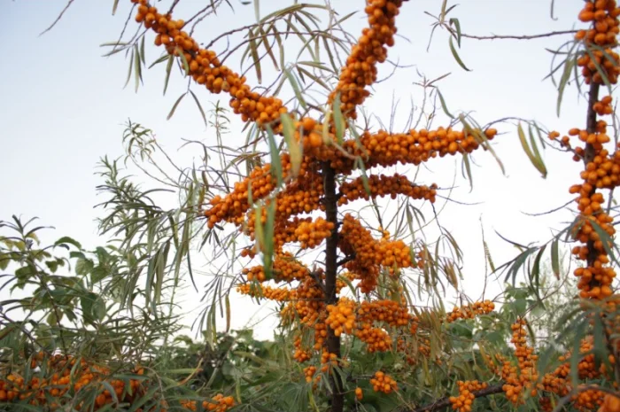 Обліпиха ягода заморожена на гілці ЕКО без хімічної обробки Перешлю- фото № 2