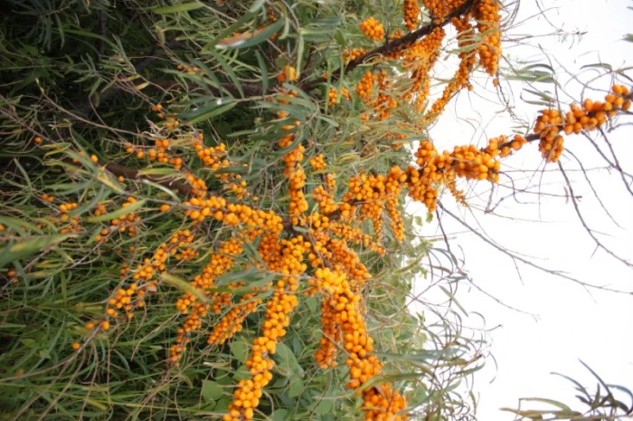 Обліпиха ягода заморожена на гілці ЕКО без хімічної обробки Перешлю- фото № 3