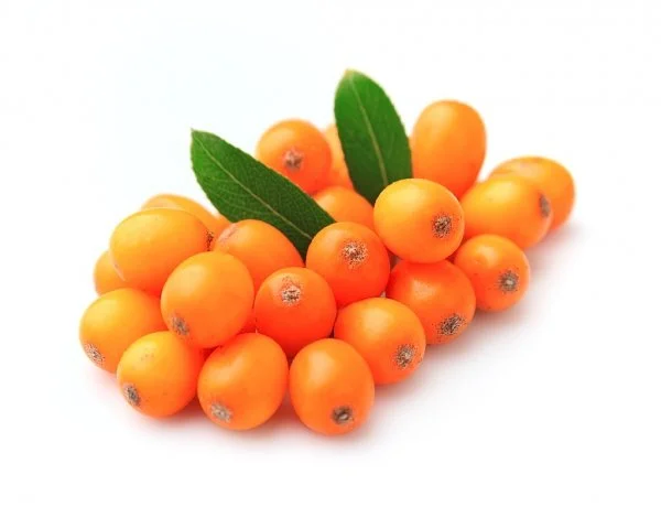 Куплю свіжу обліпиху без гілки- фото № 1