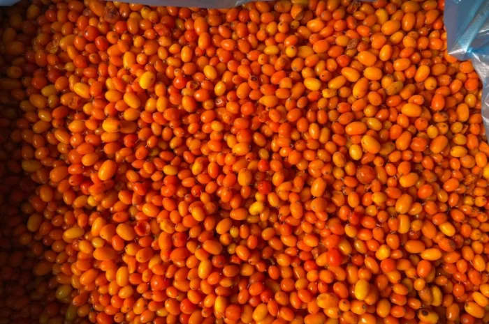 Заморожена обліпиха- фото № 1