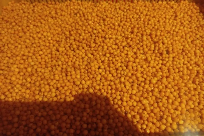 Облепиху- фото № 2