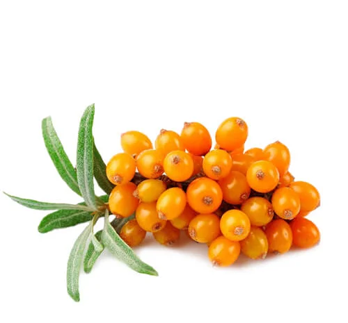 Куплю обліпиху ягоду на гілці- фото № 1