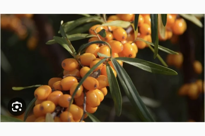 Куплю обліпиху ягоду на гілці- фото № 2