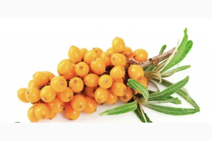 Куплю обліпиху ягоду на гілці- фото № 3