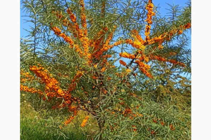 Куплю обліпиху на гілці та без- фото № 1