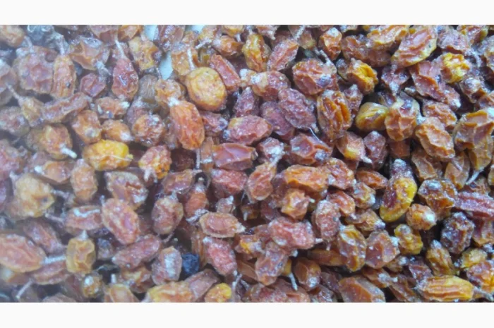 Продам суху ягоду Обліпихи- фото № 1