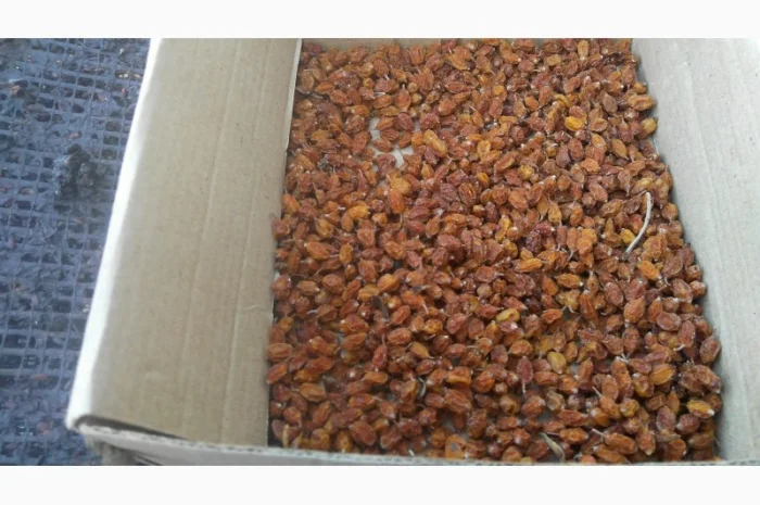 Продам суху ягоду Обліпихи- фото № 3