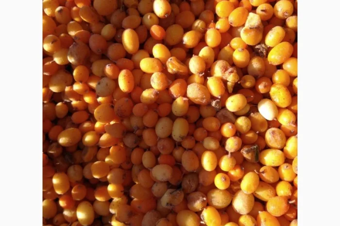 Продам обліпиху, облепиху- фото № 3