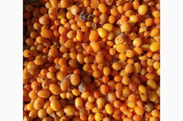 Продам обліпиху, облепиху- фото № 4