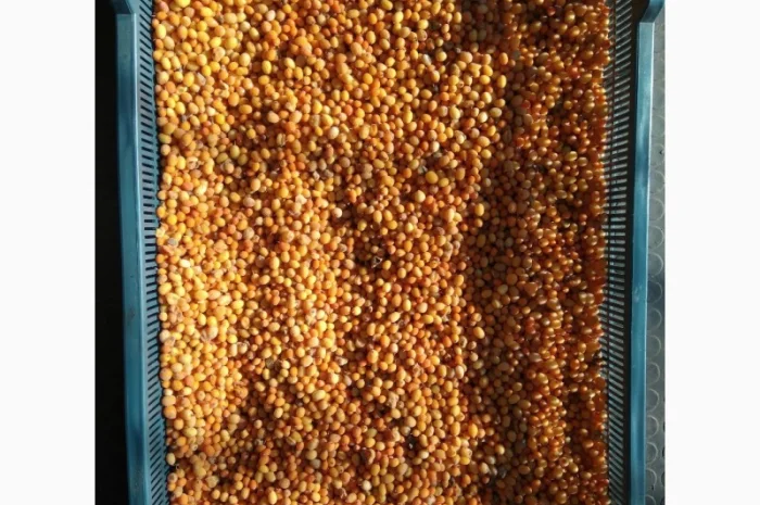 Продам обліпиху, облепиху- фото № 5