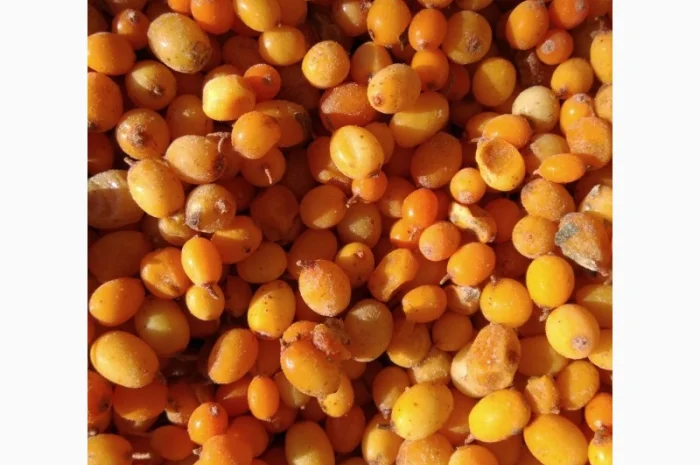 Продам обліпиху, облепиху- фото № 6