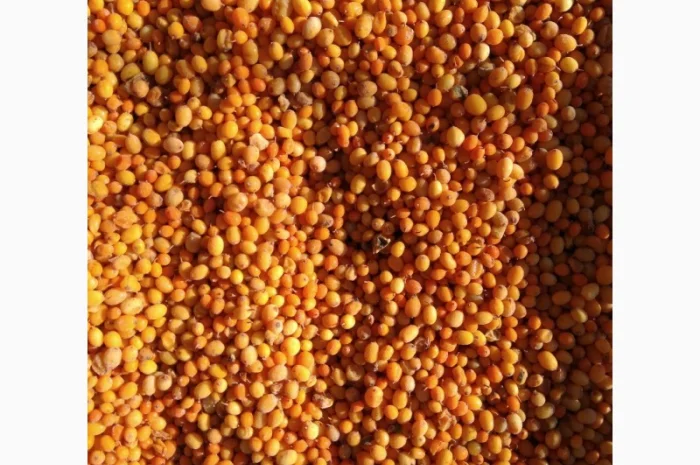 Продам обліпиху, облепиху- фото № 7