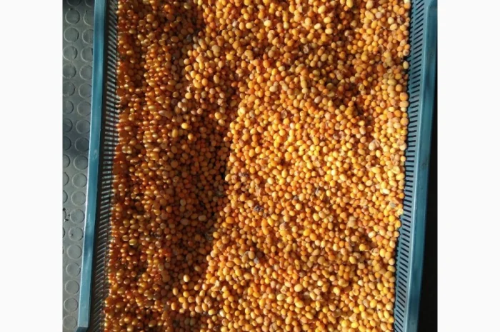 Продам обліпиху, облепиху- фото № 1