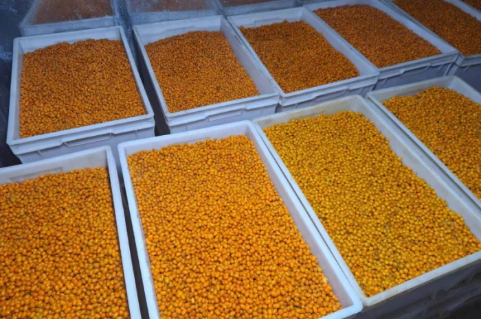 Обліпиха на вагу- фото № 2