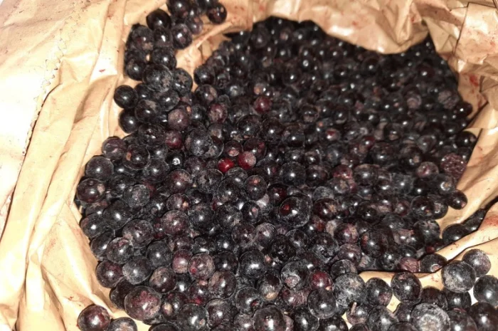 Арония черноплодная рябина- фото № 1