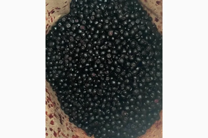 Продам Аронію(чорноплідну горобину)- фото № 1