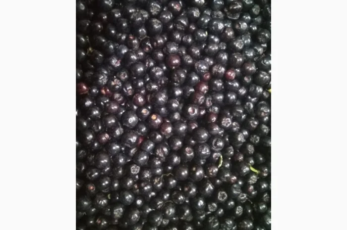 Рябина черная замороженная- фото № 1