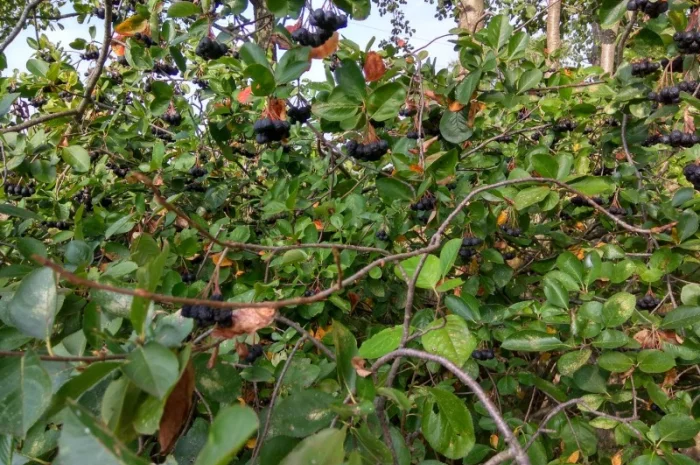 Черноплодная рябина, арония- фото № 3