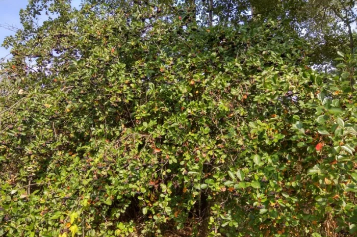 Черноплодная рябина, арония- фото № 4