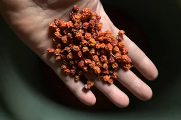 Продам горобину червону сушену- фото № 1