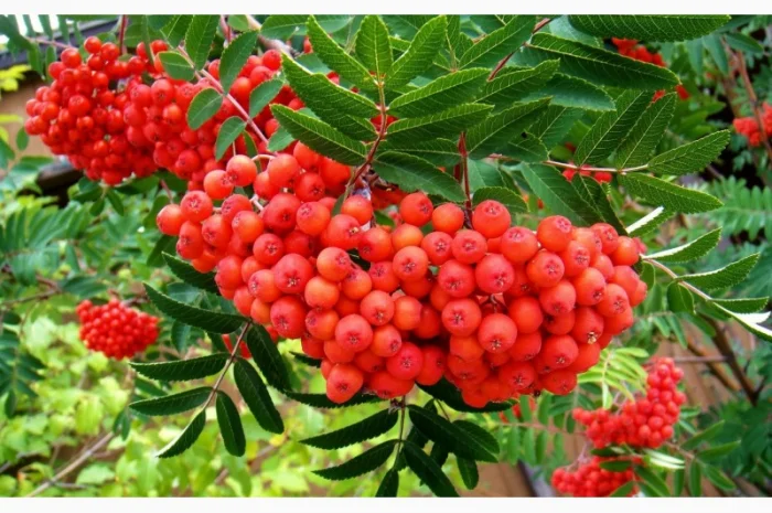 Купим СУШЕНУЮ красную рябину. бузину.шиповник Самовывоз по Украине- фото № 1