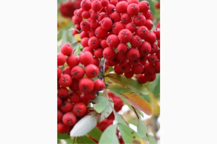 КУПИМ СУХУЮ ЯГОДУ красной рябины, шиповник, боярышник.Самовывоз от 500 кг- фото № 1