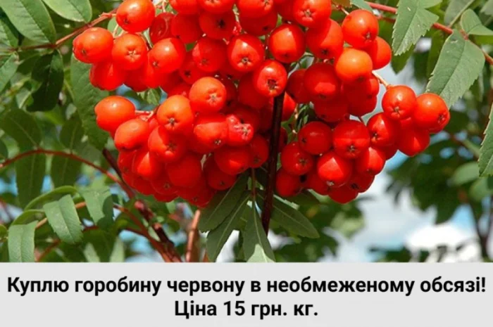 Закупаем рябину красную- фото № 1