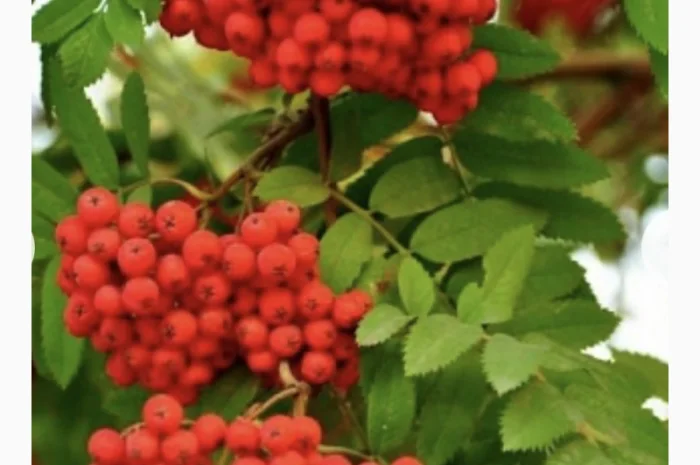 Куплю горобину червону- фото № 1