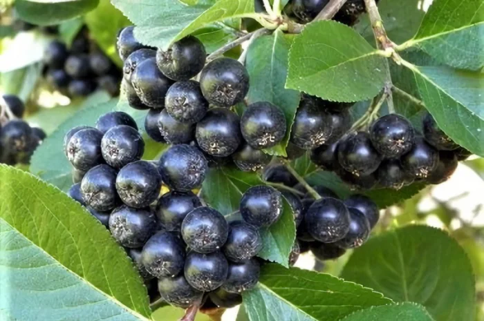 Куплю аронію оптом від 10 тонн- фото № 1