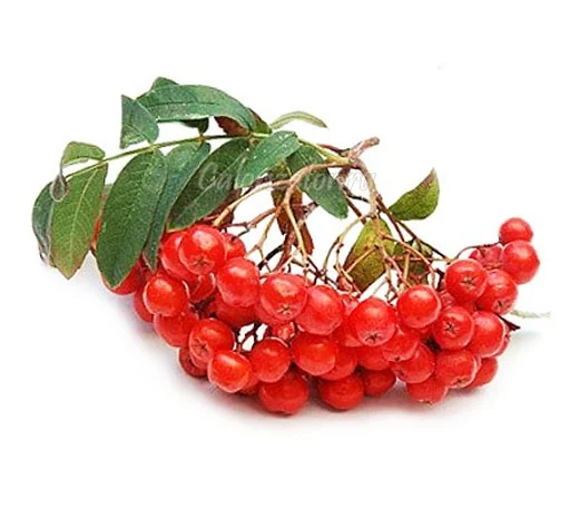 Закуповую горобину у необмеженій кількості!Дорого- фото № 1