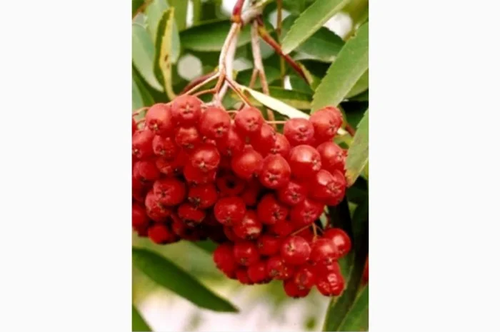 ЗАКУПАЕМ СУХИЕ ягоды рябины- фото № 1