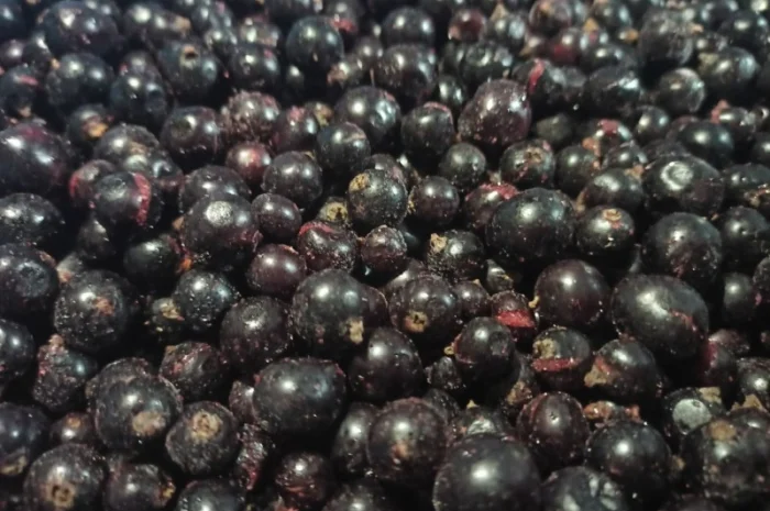 Куплю смородину заморожену- фото № 1