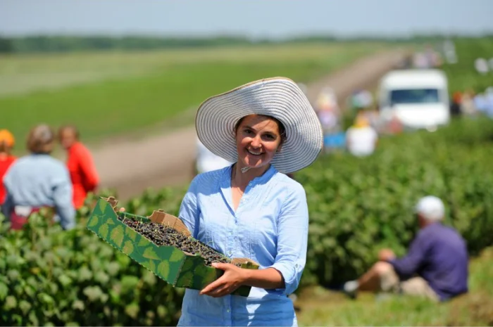 Чорна смородина- фото № 1