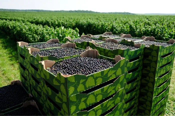 Продам свіжі ягоди- фото № 1